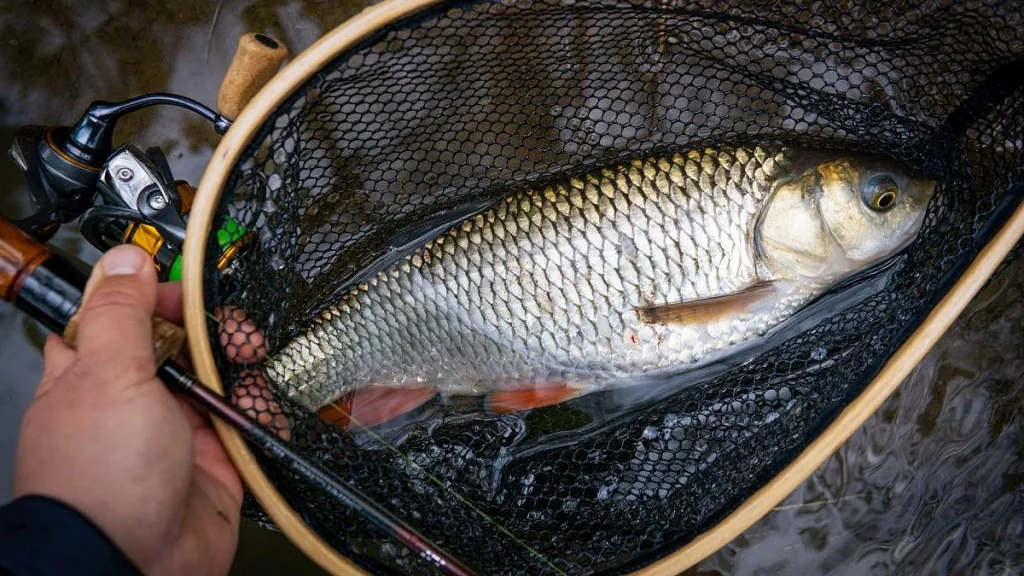 Un poisson blanc d'eau douce repose dans une épuisette à maille souple, maintenue au ras de l'eau.